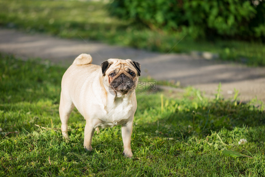 一只长着大眼睛的可爱小米瓜狗站着看一个夏天早上只带着绿草的狗摄像头图片