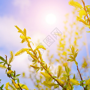 蓝天空背景的树枝和太阳东方春天的概念图片