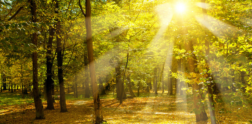 秋天公园和日落阳光照耀着黄树叶图片
