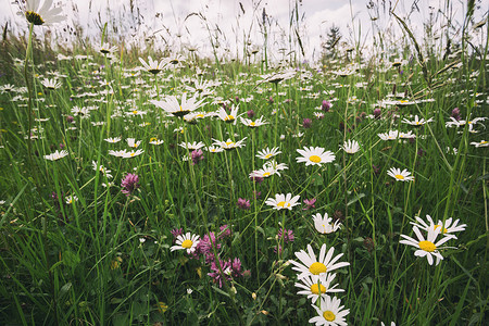 绿地上许多白花朵高清图片