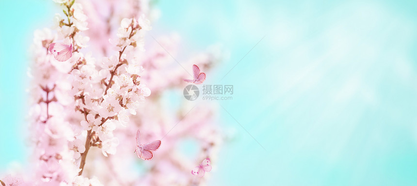春光横幅在蓝天背景下有盛开的樱桃和蝴蝶树枝外出自然界有白云梦幻般的浪漫春光有粉红色的樱花风景全有复制空间图片