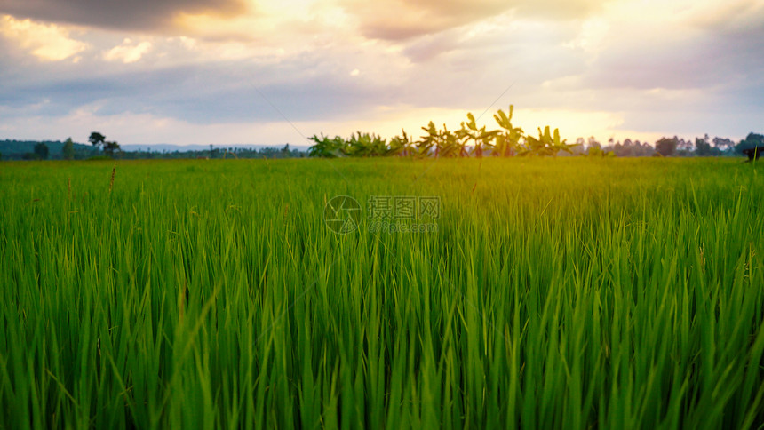 美丽的稻田大米在泰国农村地区日落作为背景文字的横幅风格概念图片