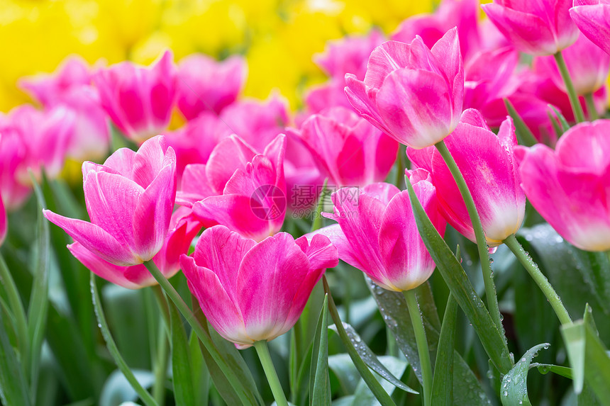 冬或春日在郁金香田露出绿叶背景的郁金香花用于明信片美容装饰和农业概念设计图片