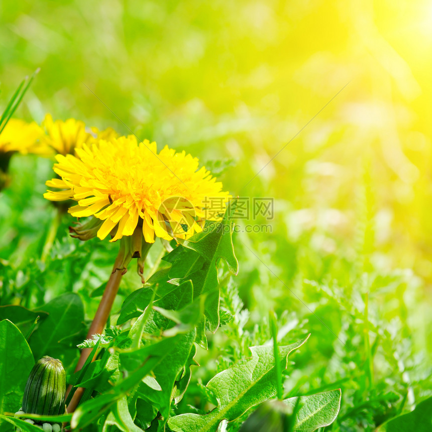 绿地有黄色花朵和太阳关闭地上的黄色春花图片