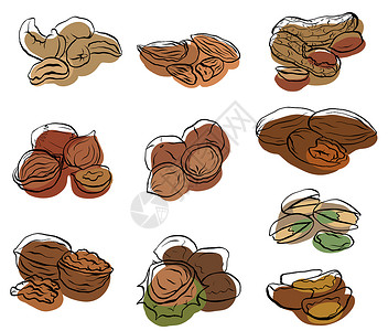 一组有色斑的各类坚果轮廓图案对象与背景分开菜单食谱和设计中的矢量元素一组有色斑的各类坚果轮廓图案背景图片