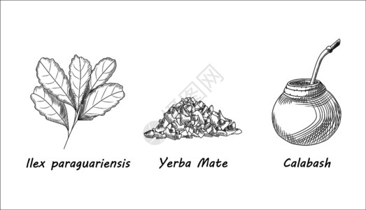 孟买一套叶尔巴交配茶枝和卡拉巴什茶叶雕刻风格传统的南美饮料手工绘制矢量图插画
