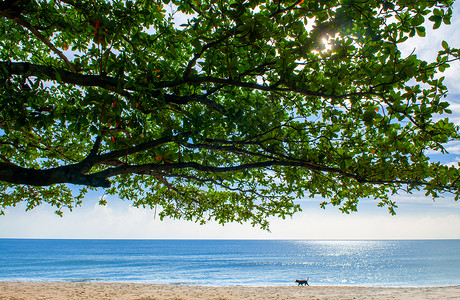 夏季热带沙滩有树枝和狗步行泰兰热带岛屿美丽的自然景观海景高清图片素材