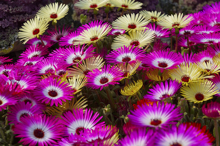 托米斯勒尼科王它属于来自非洲南部的冰厂家庭小型的苏普勒地覆盖春天的花朵有辉煌荧光色彩它们闪耀在太阳中呈现出冰柱的外表背景