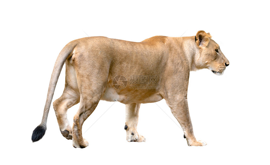 在白色背景下孤立行走的雌狮子豹列图片