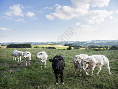 比利时的奶牛图片