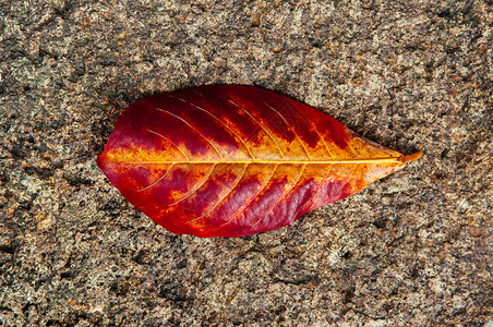 红黄秋叶粗岩石背景的血管自然叶抽象背景季节变化壁纸概念图片