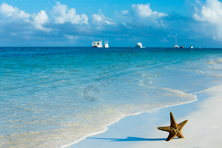海滩上的星图片