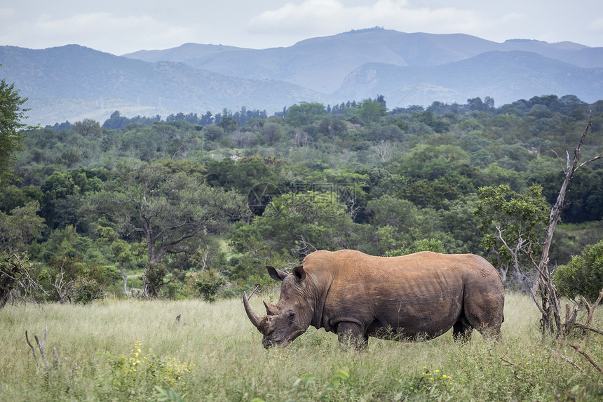 南部非洲Kruge公园山景中的南部白犀牛非洲Kruge公园中的南部白犀牛非洲Kruge公园中的南部白犀牛图片