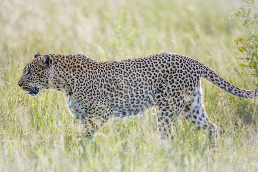 在非洲南部的Kruge公园中黑豹在草原上行走非洲南部的felida的SptiPanhrpdus家庭图片