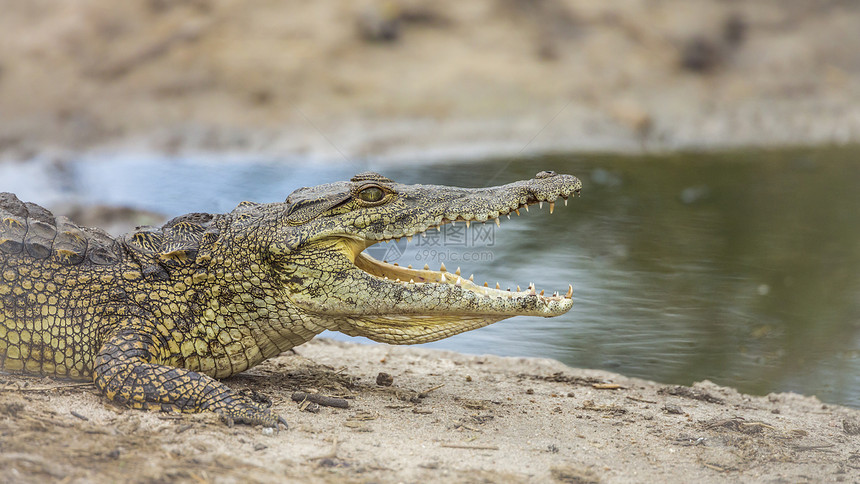 南非洲Kruge公园河岸无鳄鱼口开放的概况非洲南部Kruge公园无鳄鱼Crocdyliae的croldyusnotrcus家庭图片