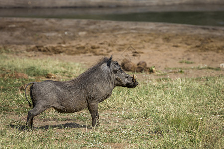毕加猪位于非洲南部Kruge公园湖边的男猪位于非洲南部Kruge公园的非洲养猪人家庭位于非洲南部Kruge公园的非洲养猪人家庭背景