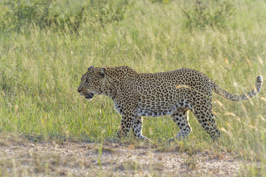 在非洲南部的Kruge公园绿草原上行走的豹图片