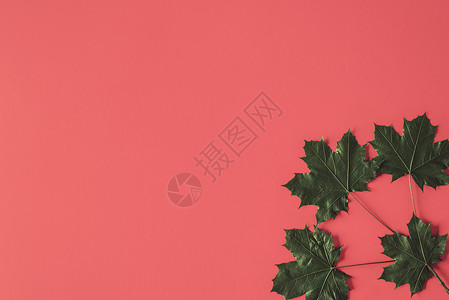 秋天到来的概念深绿色干叶树在红色背景的角落在桃色背景的绿叶视图上背景图片