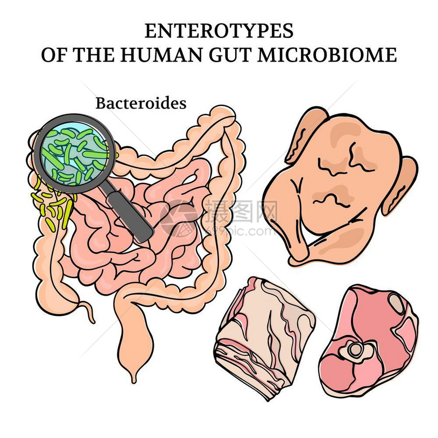 微生物肠内型白血化剂药物病媒说明图片