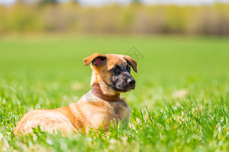 小狗在草地上休息图片
