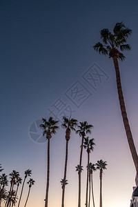 日落时棕榈树在洛杉磯的大道上图片