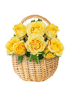 白色背景前视和白色背景的露水滴覆盖着黄玫瑰花束图片