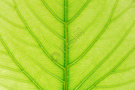 绿叶纹理背景为网站模板春美环境和生态设计提供光线图片