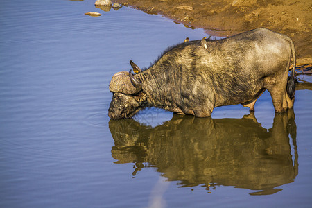 非洲的水牛在河边喝水图片