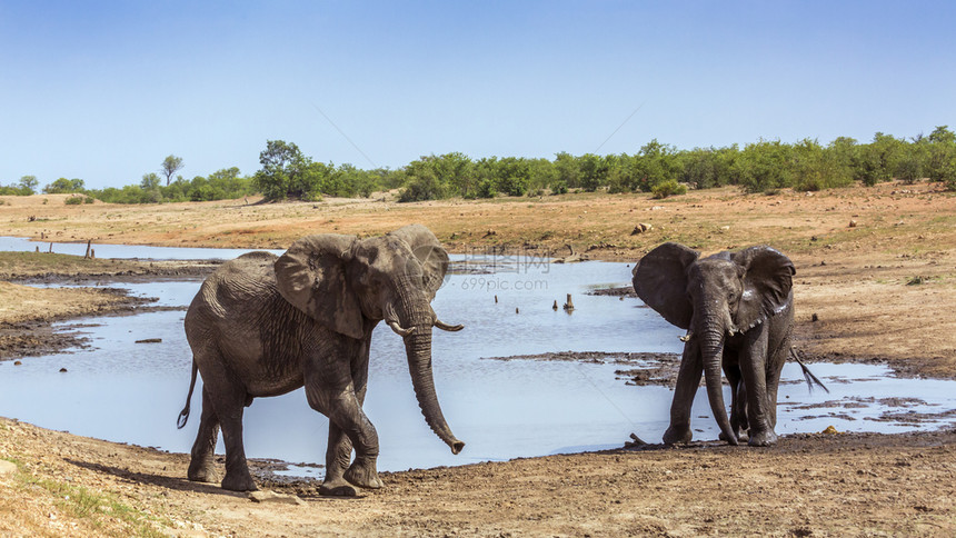 南非洲Kruge公园有两头非洲灌木大象的非洲家庭有2头灌木大象南非洲Kruge公园有2头非洲灌木大象图片