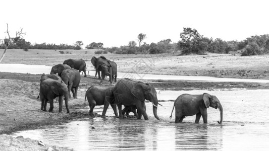 非洲灌木大象在南非洲Kruge公园的黑白大象群的非洲家族图片
