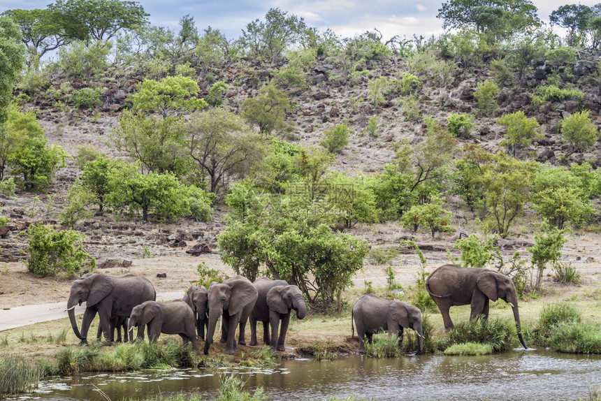 非洲灌木大象群在南部非洲的Kruge公园的水井中饮用非洲大象的Speciloxdntafricn家庭图片
