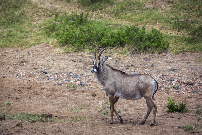 南非洲Kruge公园的热带羚羊在草原上行走非洲南部Kruge公园的Roantelop在草原上行走非洲南部Kruge公园的Roan图片