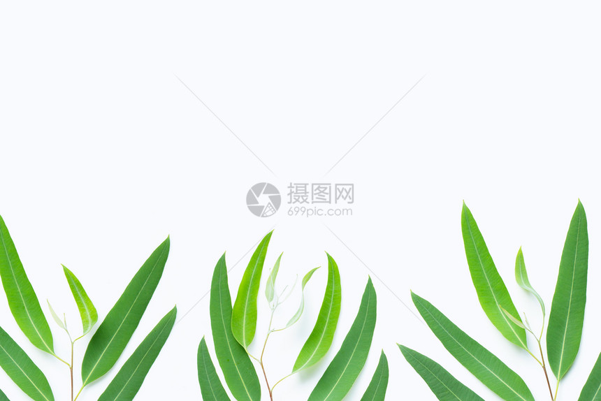 带复制空间的白色背景上绿eucalypts绿分支图片