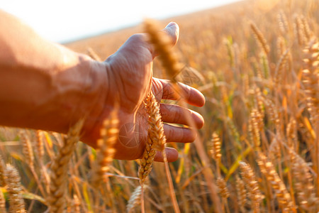 农户在日落时手摸小麦耳朵农户在日落时手摸熟麦耳朵背景图片