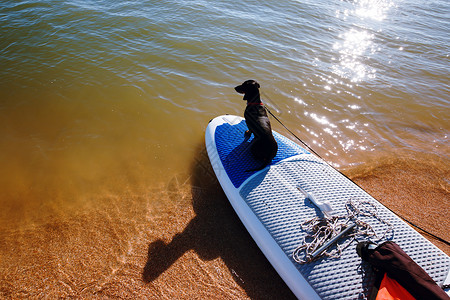 可爱的黑狗准备冲浪背景图片