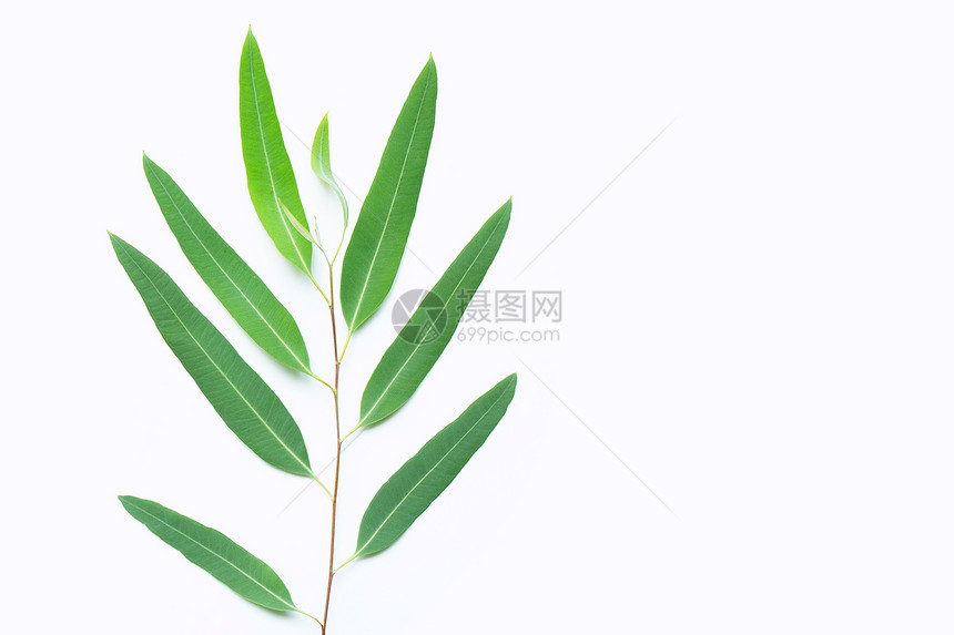 绿色eucalypts分支白色背景复制空间图片