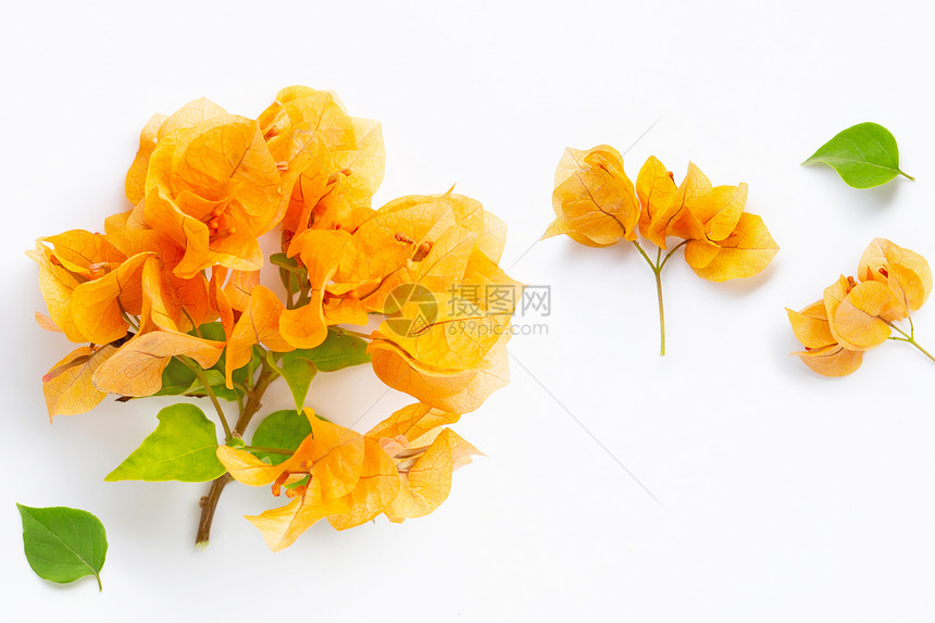 美丽的橙色花朵白背景的叶子图片