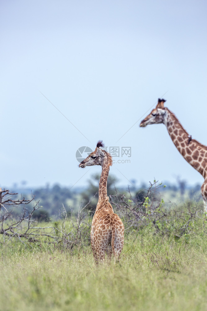 南部非洲Kruge公园绿草原的年轻长颈鹿和母亲南部非洲Kruge公园长颈鹿的家庭南部非洲Kruge公园长颈鹿图片