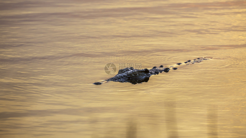 无鳄鱼在日落时游泳非洲南部的Kruge公园图片