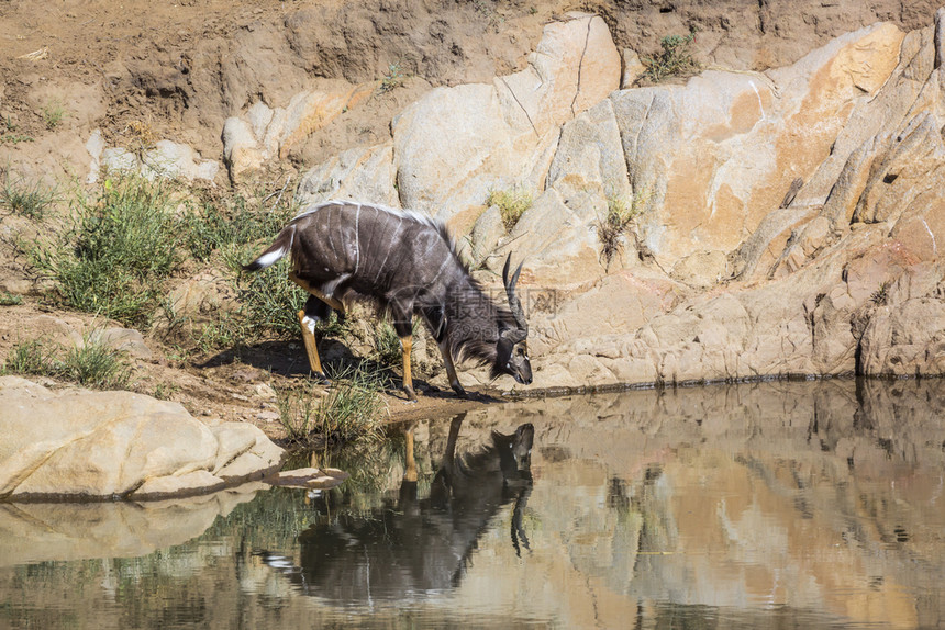 在非洲南部的Kruge公园中在水井饮用尼亚拉在非洲南部的Kruge公园中图片