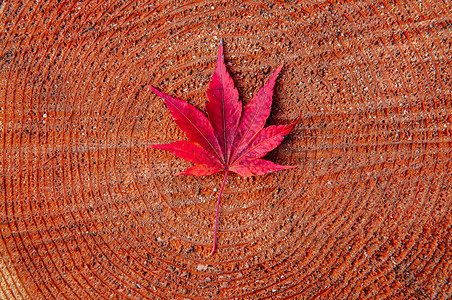 红秋树干上七叶紧详细背景日本色彩多的季节变化概念自然场景壁纸图片
