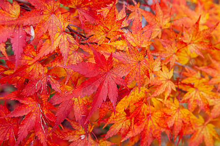 千里马伯乐红色黄秋天7叶紧贴详细背景日本色彩多的季节变化概念自然景象壁纸背景