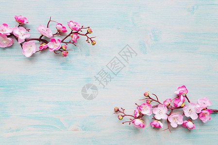 涂漆蓝板的抽象春季背景花樱枝的分支覆盖着粉红花背景图片