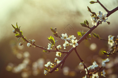 春开樱花图片