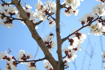 盛开有授粉蜜蜂的杏仁树春天果开花樱蜜蜂开果树图片