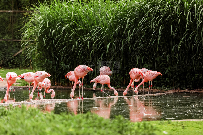 一群在池塘中狩猎的粉红火烈鸟城市绿洲火烈鸟城市绿洲火烈鸟图片