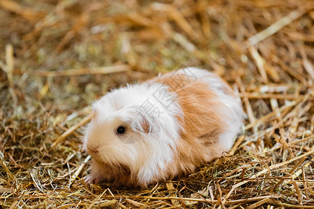 棕色的动物干草里的白红猪可爱的白在家里的小宠物可爱红白猪小宠物背景