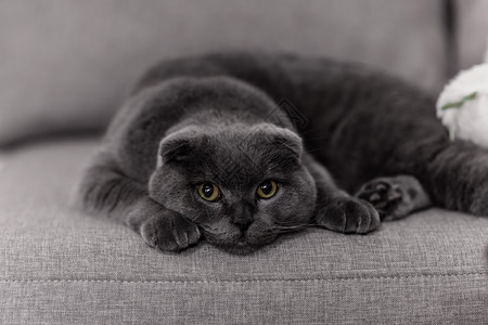 灰猫宠物小短发高清图片素材
