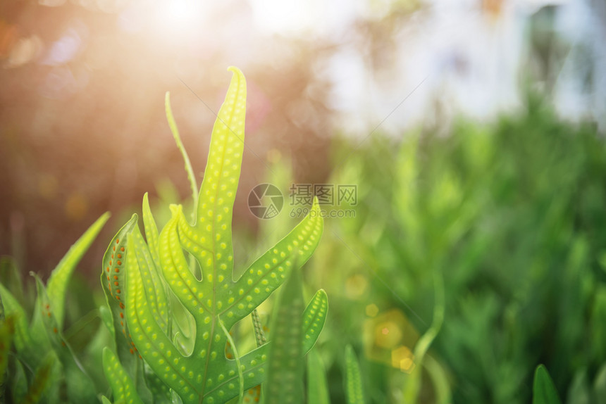 大自然中的绿叶日落时阳光照耀自由的空间新鲜自然背景图片