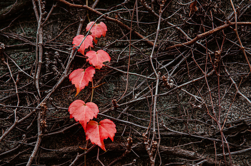 岩石表面的红色秋藤叶贴近详细背景日本色彩多的季节改变概念自然景象壁纸图片